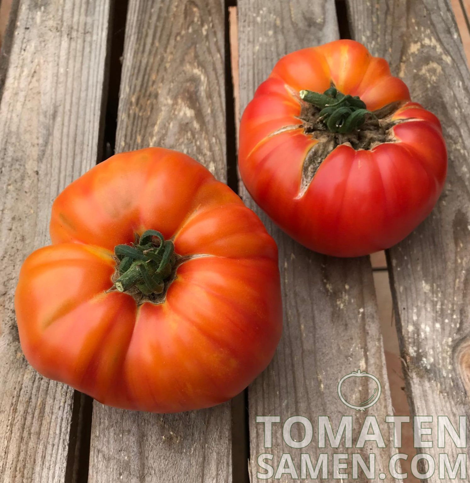 Tomatensamen Tomate Ananas Tomate Samen Saatgut Kaufen